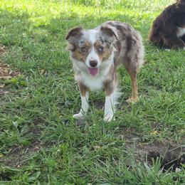 Piggy - Toy Australian Shepherd