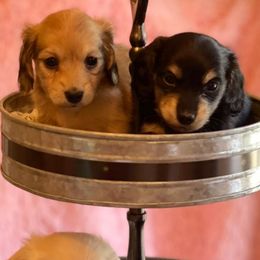 Bernedoodles and Dachshunds from Heavenly Heritage Dachshunds and Doods