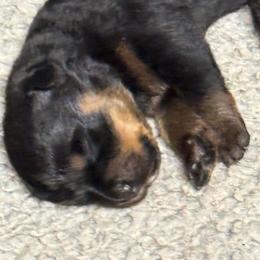 Boy2 - Black and mahogany male Rottweiler puppy in Bartonsville, Pennsylvania from Karol's Rottweilers