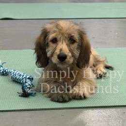 Cream Brindle Dapple Silky Hair - Pet Only CKC - Ready To Go - Carrie - Brindle female Dachshund puppy in Pauls Valley, Oklahoma from Simply Happy Dachshunds