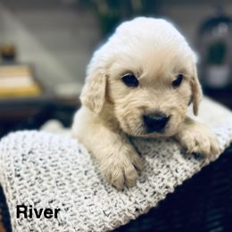 River - Light golden male Golden Retriever puppy in Oconto, Wisconsin from Abbie's Golden Retrievers