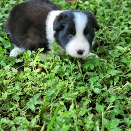 Boy 2 - male Border Collie puppy in Wildwood, Florida from Isle Breez Border Collies