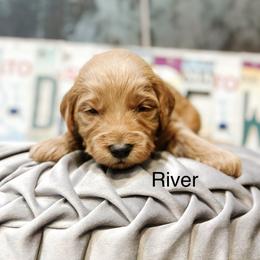 River - Red  male Goldendoodle puppy in Pasco, Washington from Camp Doodle Woods