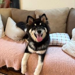 Asa - Black and white female Alaskan Malamute puppy in Seaside, California from Warrior’s Legacy Alaskan Malamutes