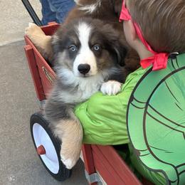 Blue - male Miniature Australian Shepherd puppy in Wolfe City, Texas from Susan Warnock