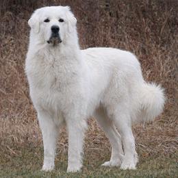 Sam - Great Pyrenees