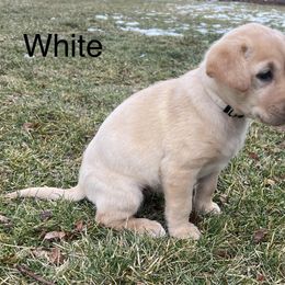 Labrador Retriever Puppies from Dutson Labs