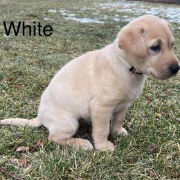 Labrador Retriever Puppies from Dutson Labs