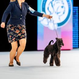 Kerry Blue Terrier Puppies from Cross the Rubicon