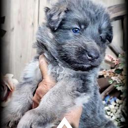 Appollo - Blue male German Shepherd puppy in Sequim, Washington from German Shepherd Haus