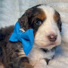 Blue Boy - Merle male Bernedoodle puppy in Trussville, Alabama from Cahaba Farms Doodle, Co.