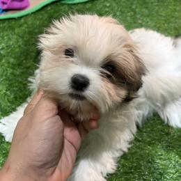Anne - Silver gold and white female Shih Tzu puppy in Bourne, Massachusetts from Shih Tzu Pups