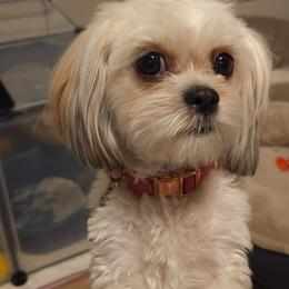 Aurora Gale - Blenheim female Cavatzu puppy in Salt Lake City, Utah from Pulley Puppies