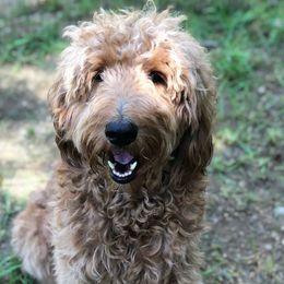 Bernedoodles and Goldendoodles from KaZoo Doodles