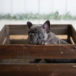 French Bulldog Puppies from Antelope Springs Frenchies