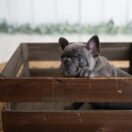 French Bulldog Puppies from Antelope Springs Frenchies