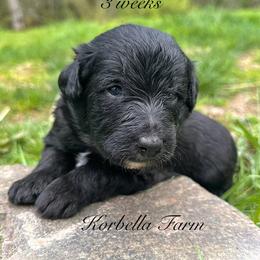 Doc Holliday (Mini Size) - Black male Bordoodle puppy in Mulino, Oregon from Korbella Farm