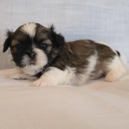 Hatchi - Brindle and white male Shih Tzu puppy in Providence, Rhode Island from All4Paws