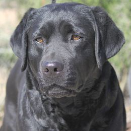 Raven - Labrador Retriever