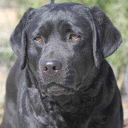 Raven - Labrador Retriever