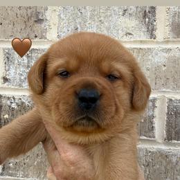 Brown collar - Yellow female Labrador Retriever puppy in Clinton, Tennessee from Summer Rose