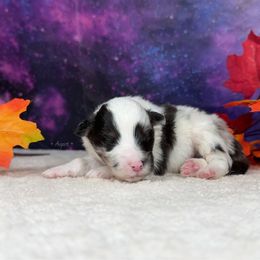Smudge - Blue merle white and tan male Shetland Sheepdog puppy in Elk, Washington from Asgard Shetland Sheepdogs