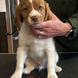 Red- Mötley - White and orange male Brittany puppy in Chehalis, Washington from Black River Brittany’s