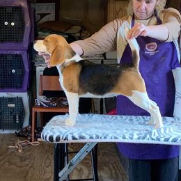 Never - Beagle