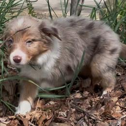 Border Collie Puppies from Collie Wood Hills