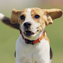 Beagles from Joyful Noise Beagles