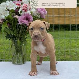 Paloma - Lilac female American Bully puppy in Virginia from Terminal Velocity Kennels LLC