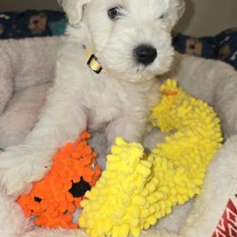 Olive - Wheaten female Miniature Schnauzer puppy in Graham, Washington from Olivia's Miniature Schnauzer's and French Bulldogs