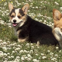 Boy 2 - Black and tan male Pembroke Welsh Corgi puppy in Moulton, Alabama from Reed's Pembroke Corgi Welsh