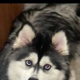 Giz - Pomsky