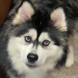 Giz - Pomsky