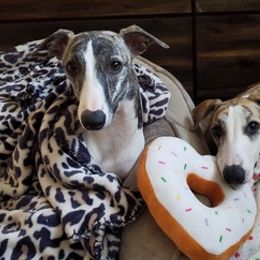 Whippets from Sunrise Farm