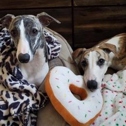Whippets from Sunrise Farm