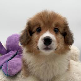 Jay - Sable male Pembroke Welsh Corgi puppy in Minooka, Illinois from Lucky J Corgis