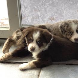 Miniature Australian Shepherd Puppies from Bear Pond Aussies