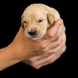 Crew ( Green collar ) - Dark golden male Golden Retriever puppy in Oregon from A Goldens First Love