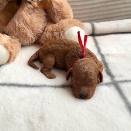 Weston (red collar) - Red  male Poodle puppy in Blaine, Washington from Midwest Miniature Poodles