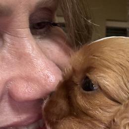 Cavalier King Charles Spaniels and Cavapoos from Primrose Pups