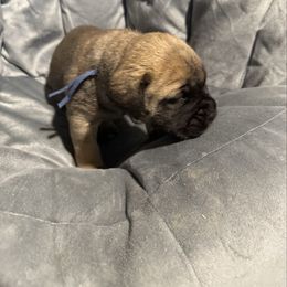 Girl 5 - Fawn female Bullmastiff puppy in Otisfield, Maine from Boulder Ridge Kennels