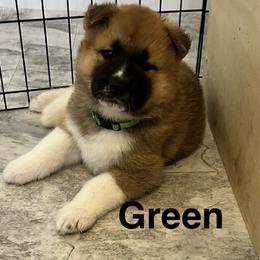Akita Puppies from 239 Sunshine Akitas                                   Duke & Luna are expecting ! 04/28