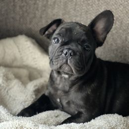 Osito - Brindle male French Bulldog puppy in Modesto, California from Luna's Little Pumpkins