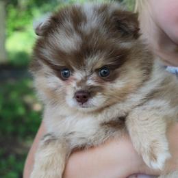 Cookie dough - Chocolate merle female Pomeranian puppy in San Marcos, Texas from Hill Country Poms