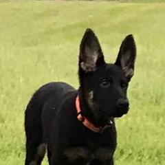 German Shepherd Puppies from Tatum Kennels