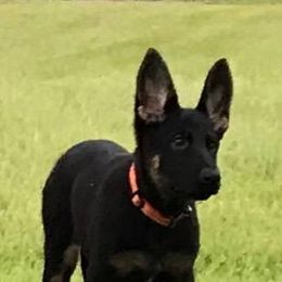 German Shepherd Puppies from Tatum Kennels