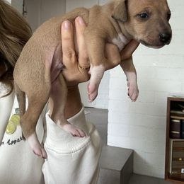 Italian Greyhound Puppies from Robert Ramirez's Italian Greyhound