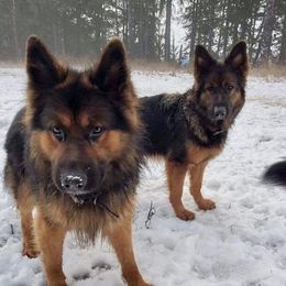 German Shepherds from Vom Hiatt German Shepherds